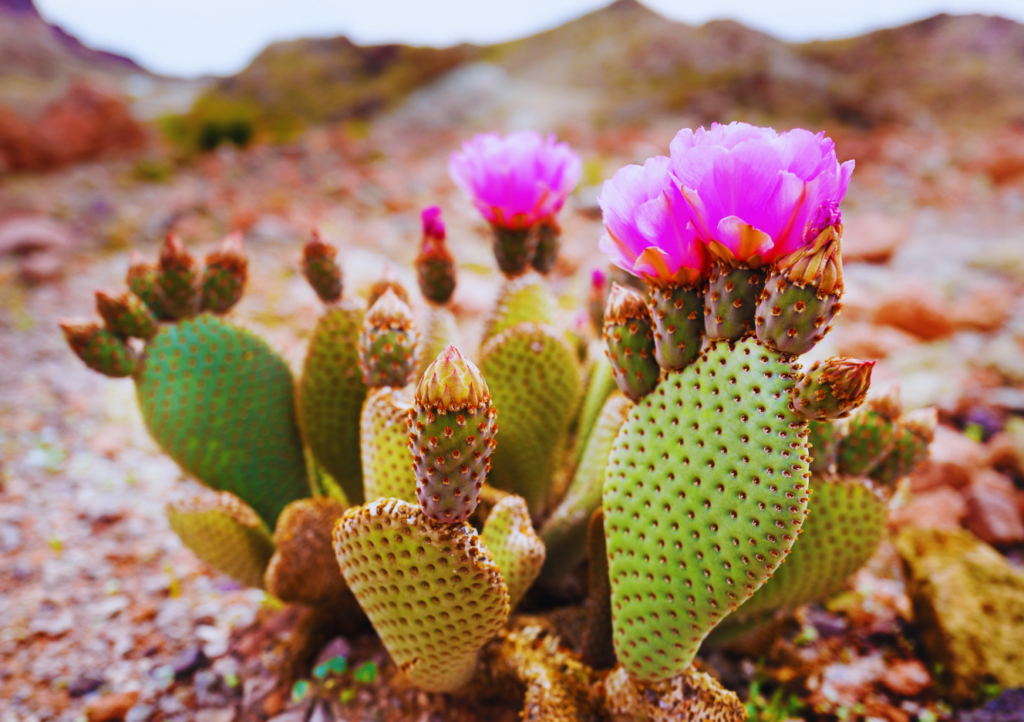 Allez si on s’y met tous ensemble, on peut y arriver aussi ! (8)